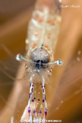 Eye contact
shoted with canon eos 550D + canon 100mm
an... by Marcello Di Francesco 